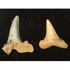 Fosilní žraločí zub